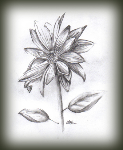 Asteraceae Sketch of a composite flower